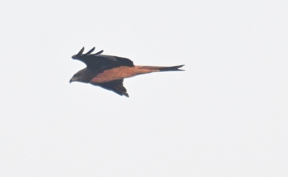 luňák hnědý - ML646743233