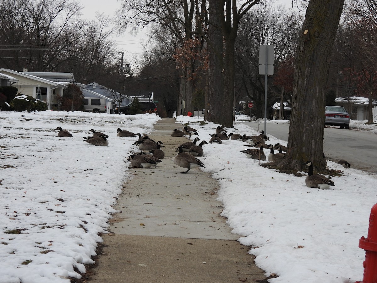 Branta kanadar handia - ML646743234