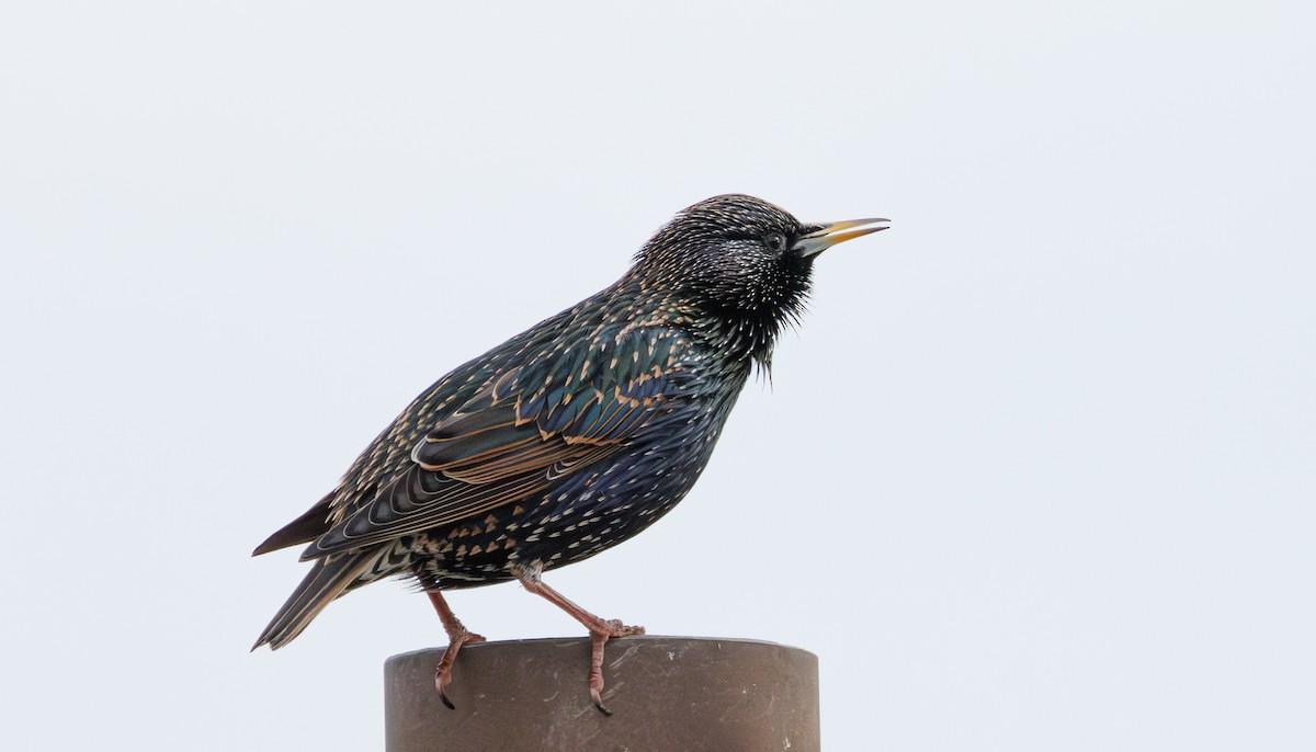 European Starling - ML646743237