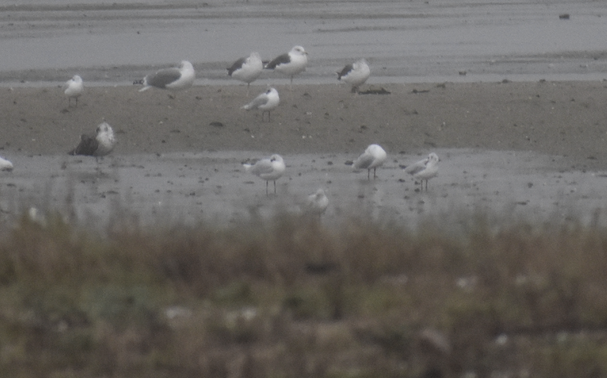 Mediterranean Gull - ML646743239