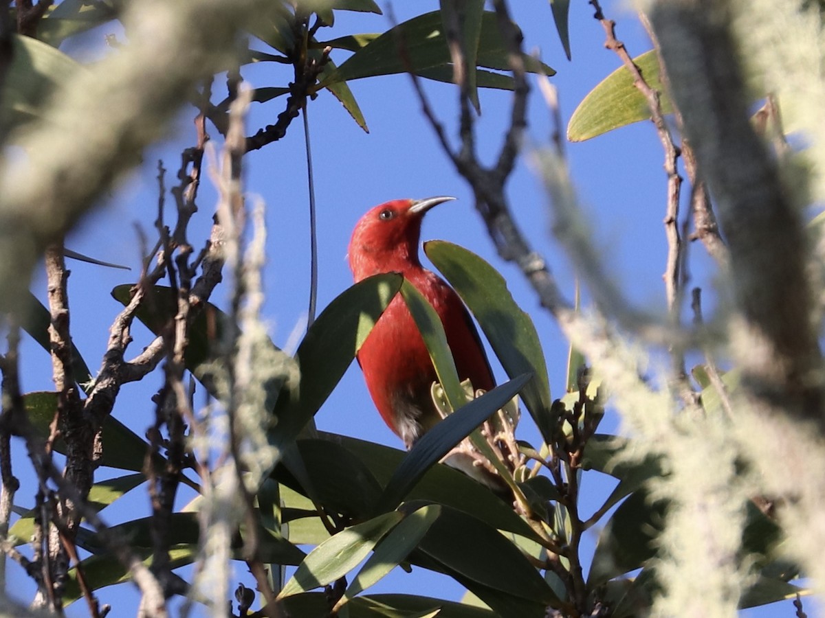 šatovník karmínový - ML646743242