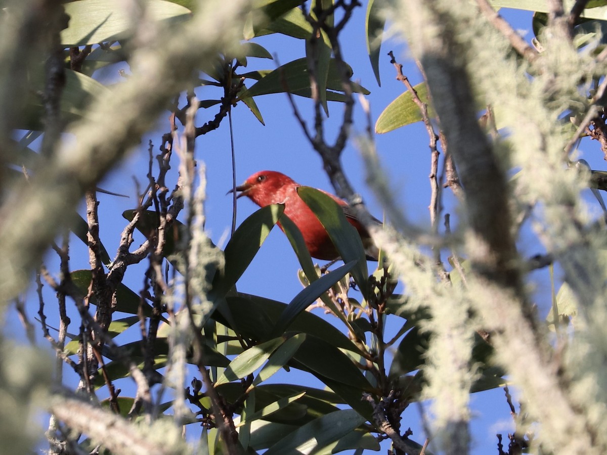 šatovník karmínový - ML646743243