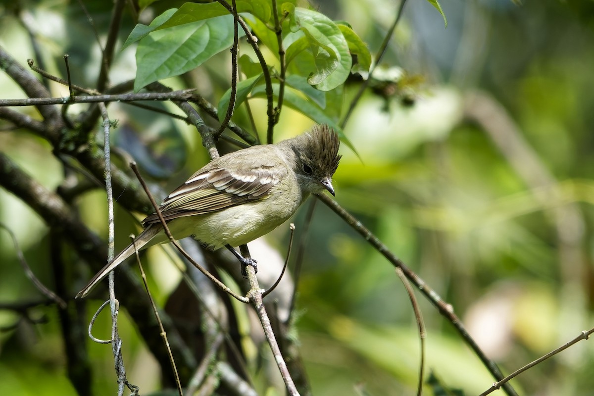Yellow-bellied Elaenia - ML646743244