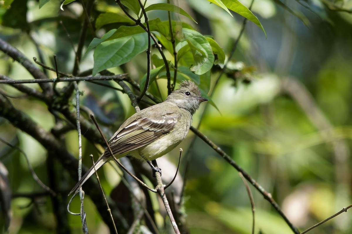 Yellow-bellied Elaenia - ML646743245