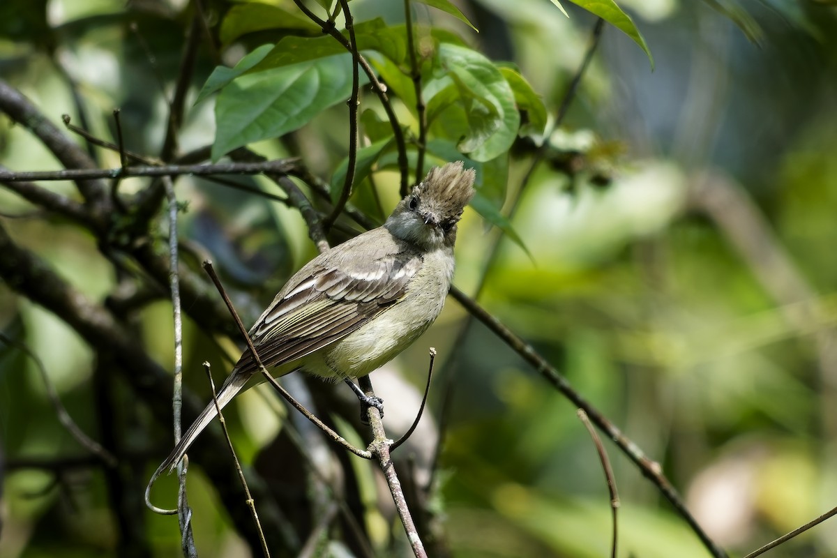 Yellow-bellied Elaenia - ML646743246