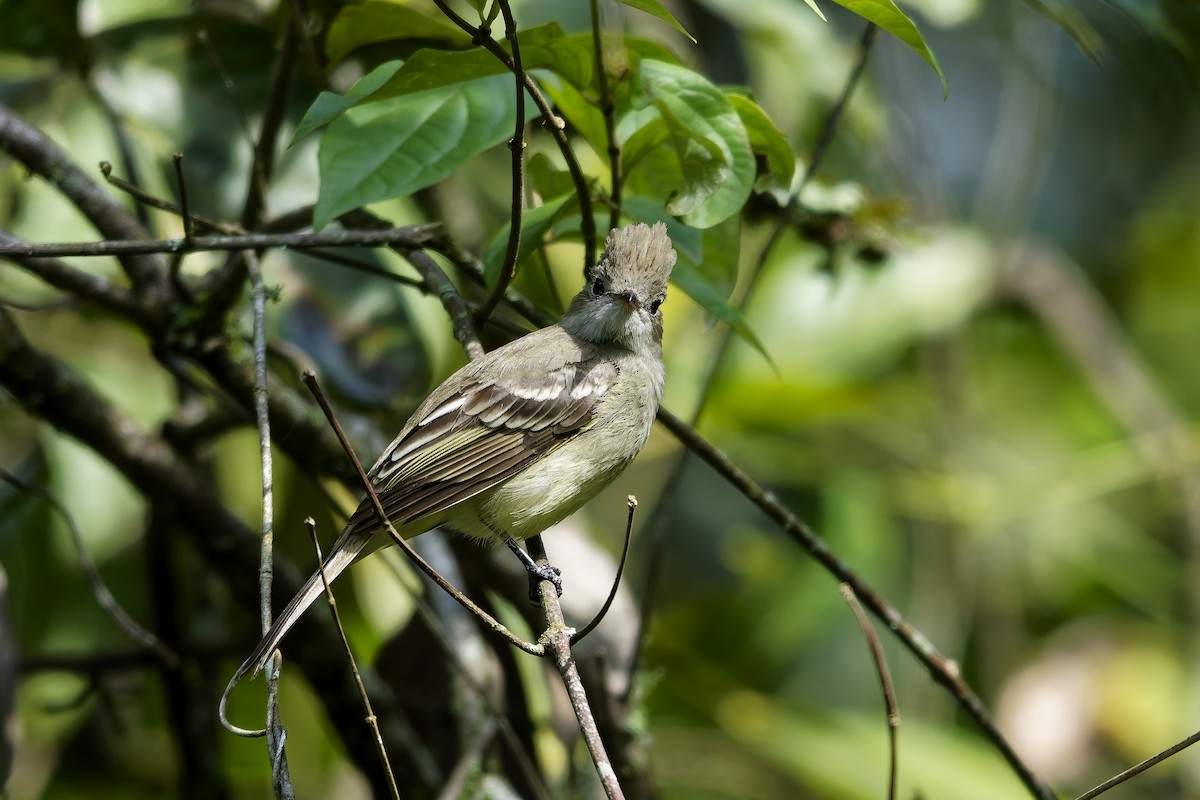 Yellow-bellied Elaenia - ML646743247