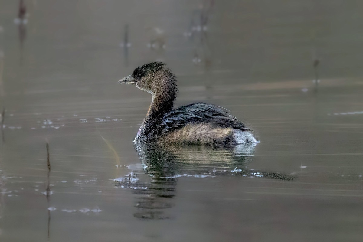 Pied-billed Grebe - ML646743249