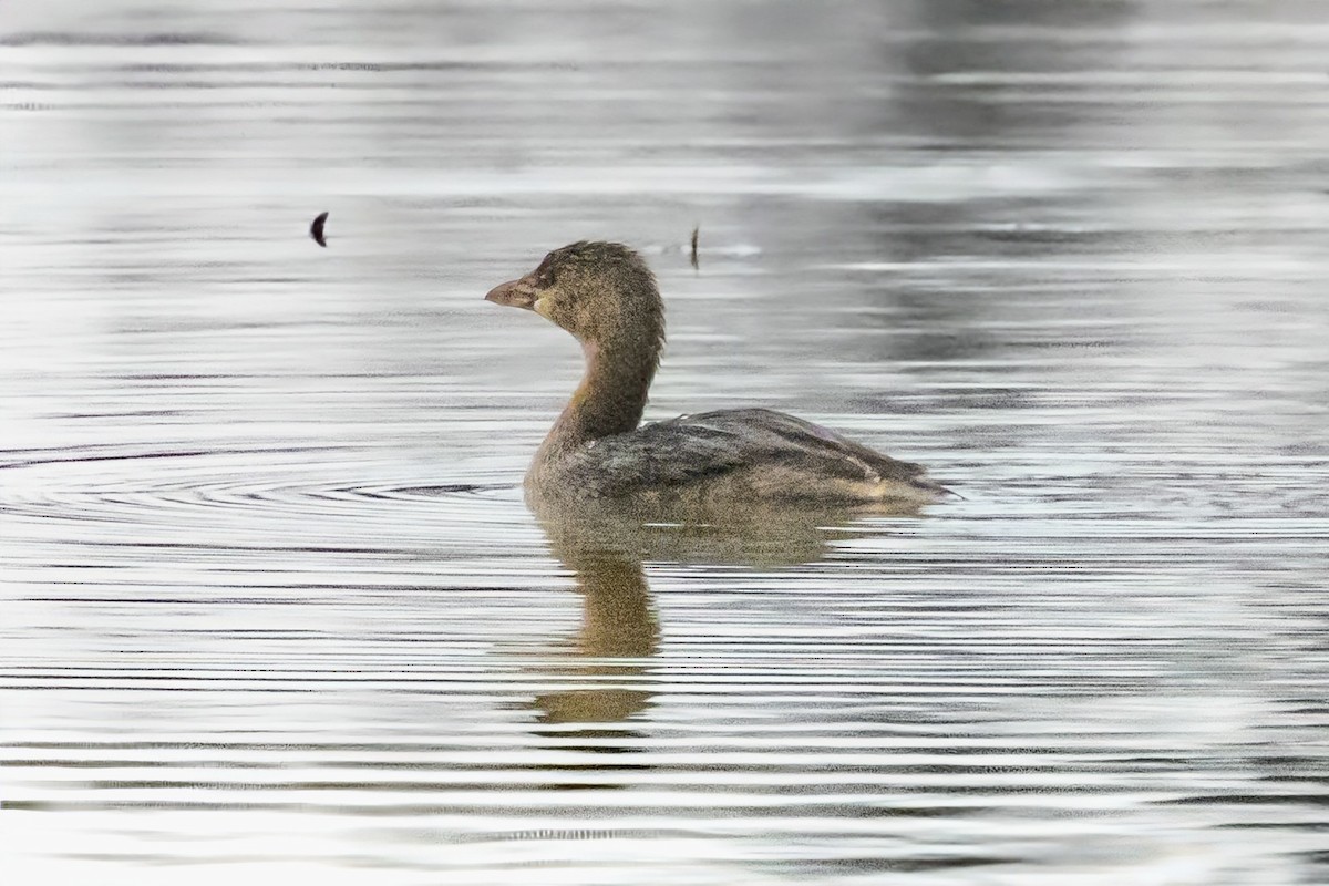 Pied-billed Grebe - ML646743250