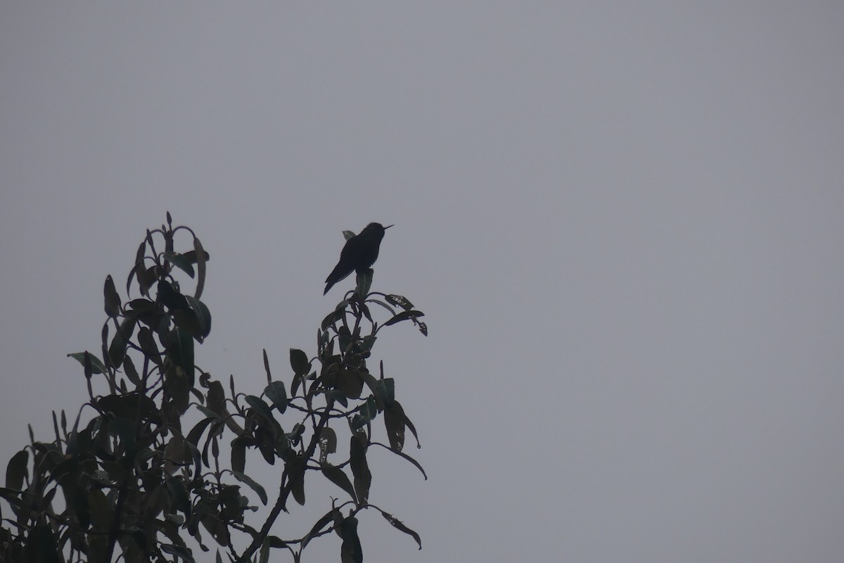 ニジイロコバシハチドリ - ML646743256