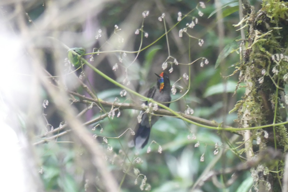 ニジイロコバシハチドリ - ML646743257