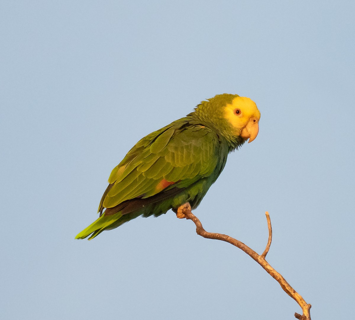Yellow-headed Amazon - ML646743258