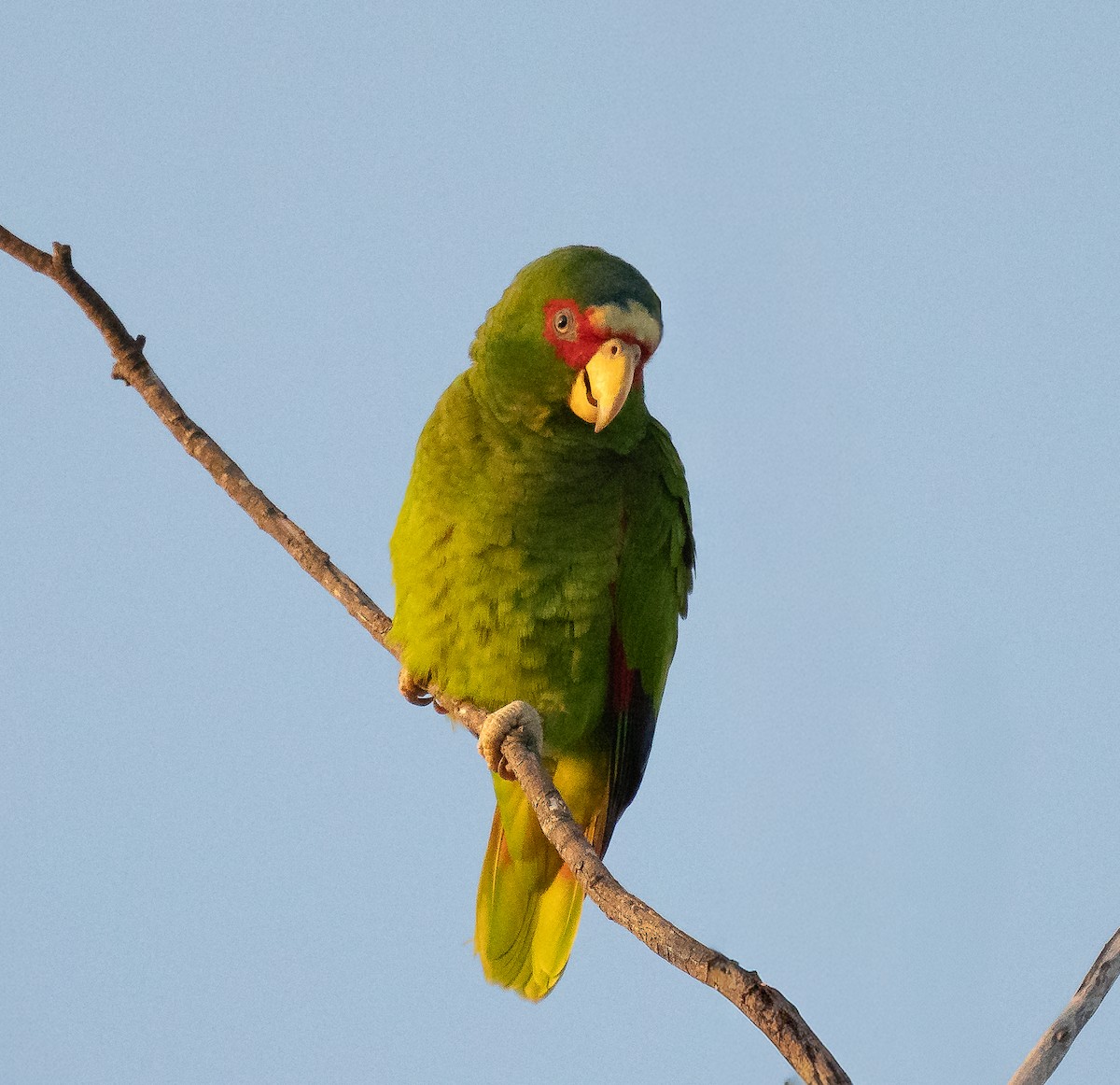 White-fronted Amazon - ML646743259