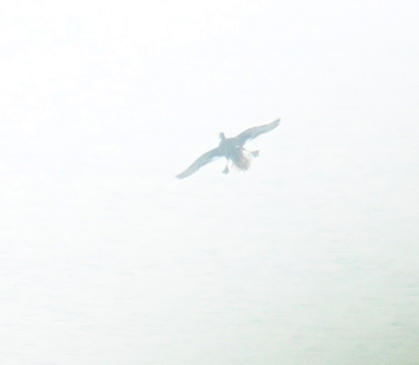 kopřivka obecná - ML646743260