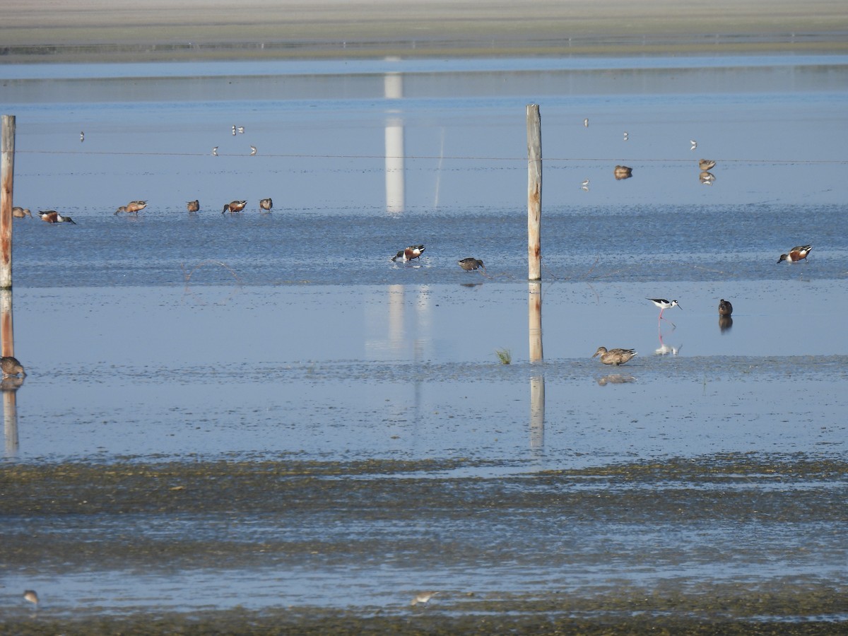 Black-necked Stilt - ML646743262