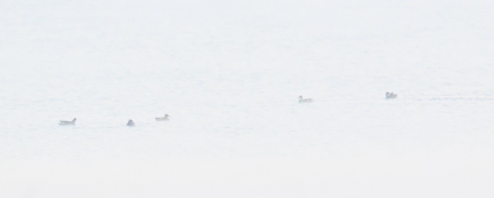 kachnovití sp. - ML646743264