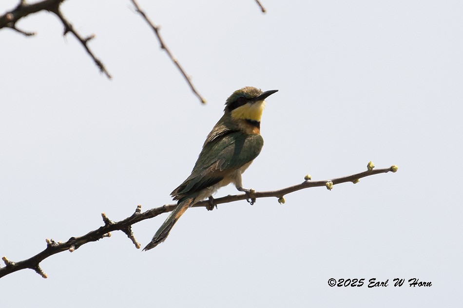 Бджолоїдка карликова - ML646743266