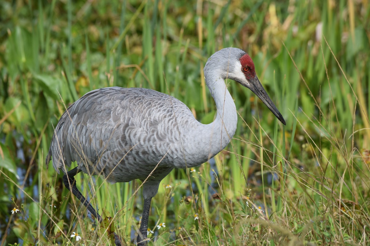 Журавель канадський - ML646743267
