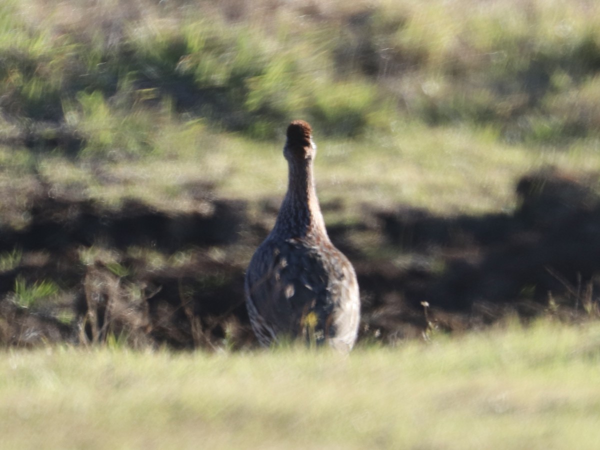 Erckel's Spurfowl - ML646743268
