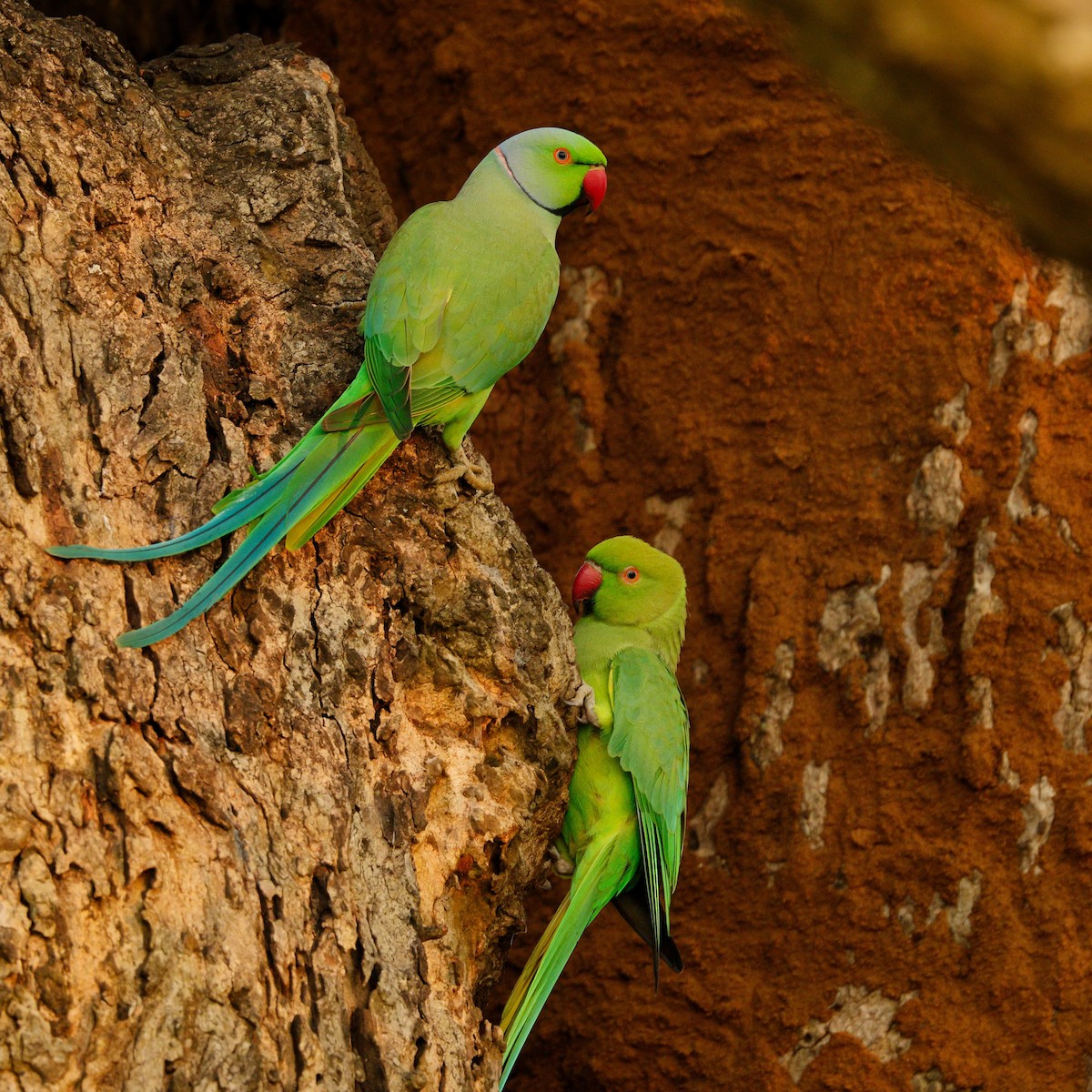 Rose-ringed Parakeet - ML646743272