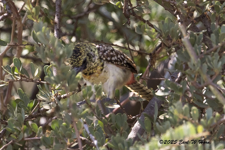 Барбудо плямистоголовий - ML646743273