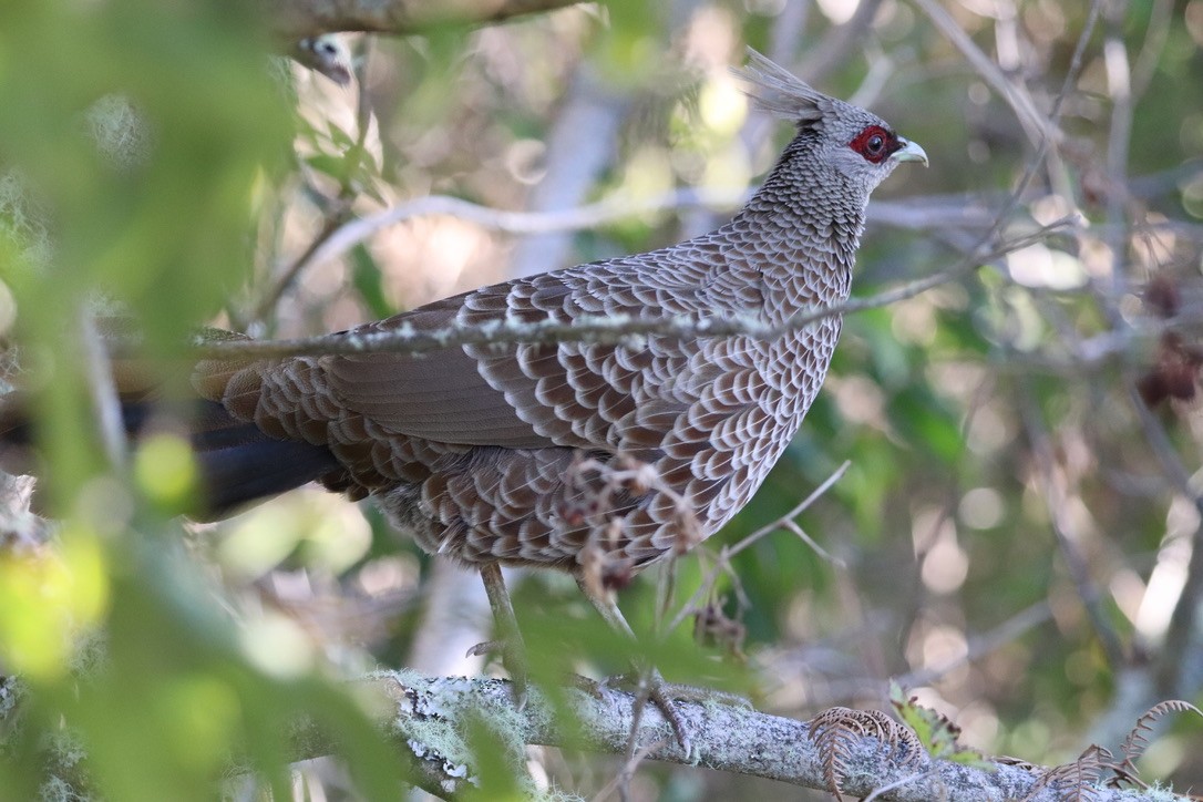 ミヤマハッカン - ML646743276