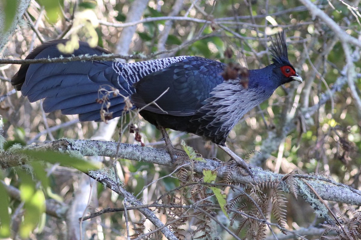 ミヤマハッカン - ML646743277