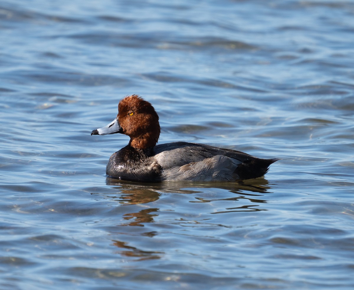 Porrón Americano - ML646743279