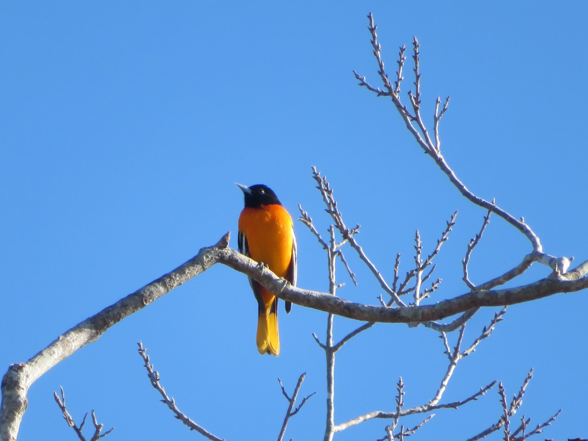 ボルチモアムクドリモドキ - ML646743284