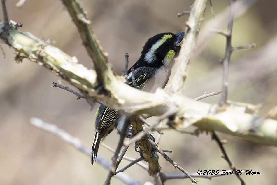 Лібія-зубодзьоб мала - ML646743285