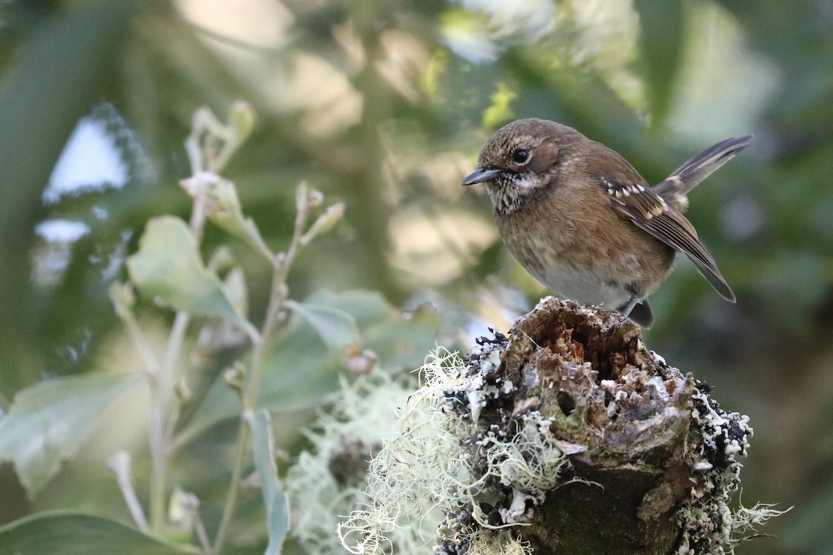 Elepaio de Hawái - ML646743286