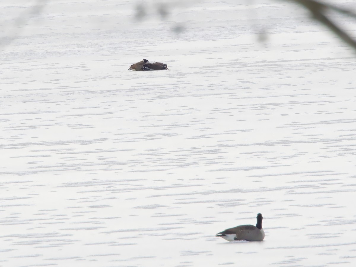 Branta kanadar handia - ML646743288