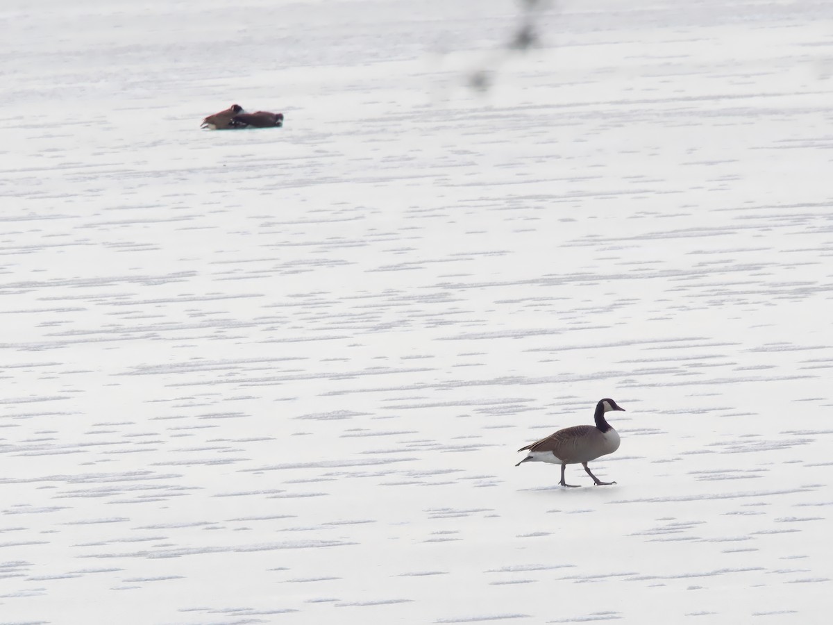 Branta kanadar handia - ML646743289