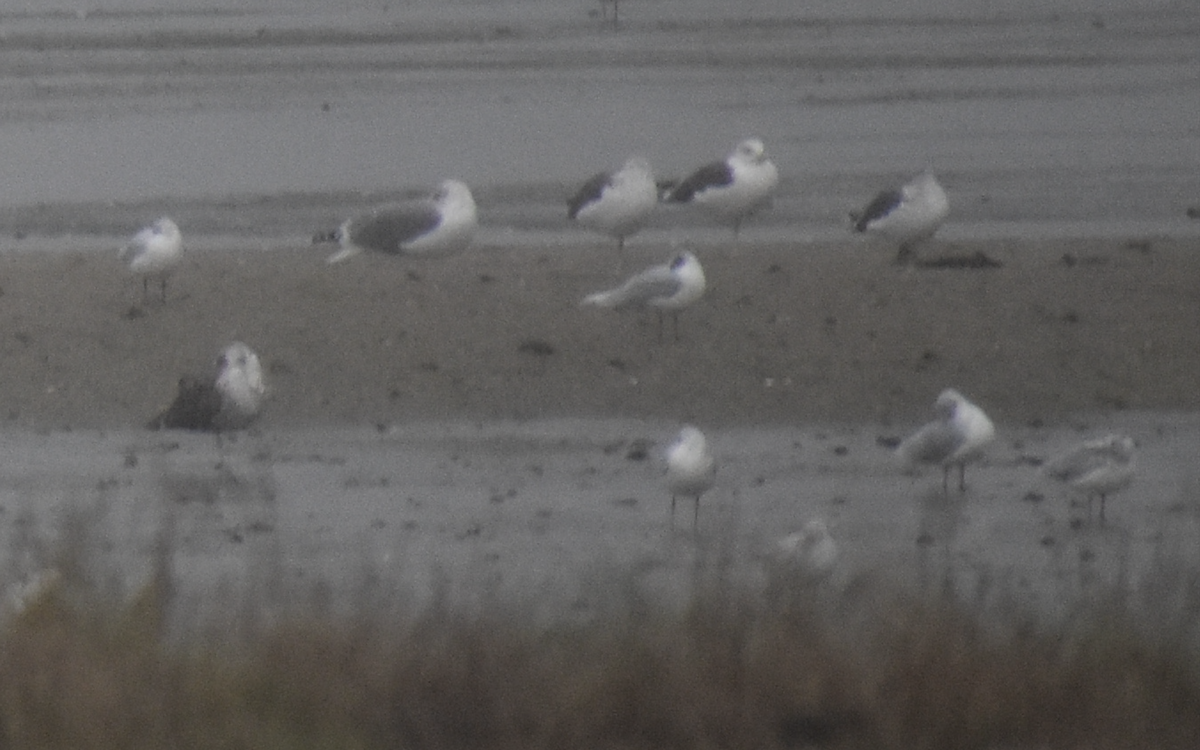 Mediterranean Gull - ML646743290