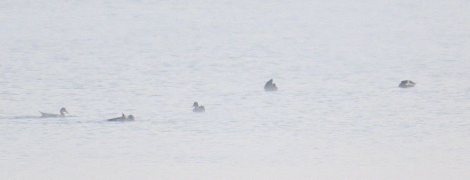 kachnovití sp. - ML646743291