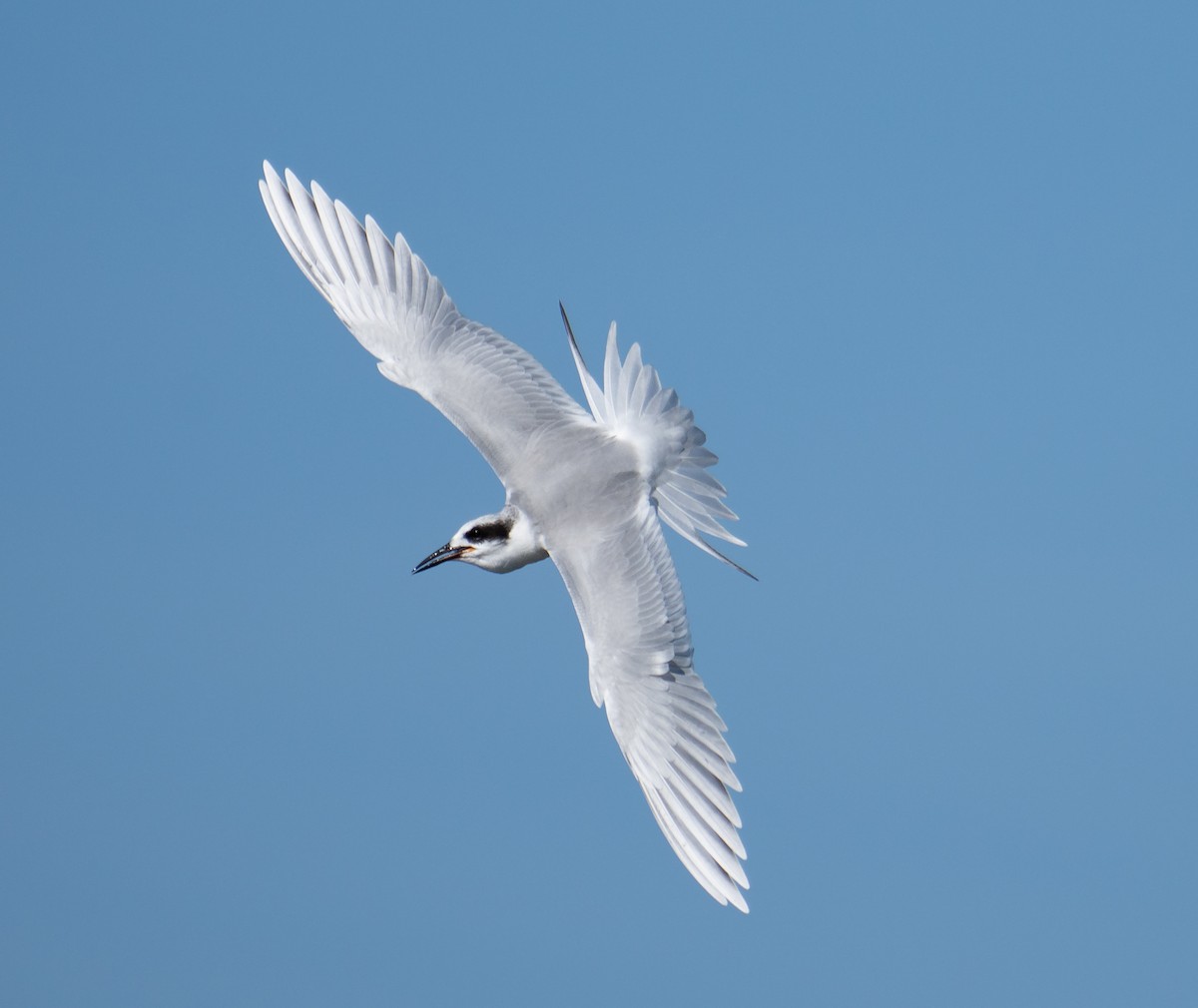 Charrán de Forster - ML646743292