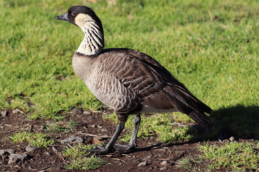 Barnacla Nené - ML646743293