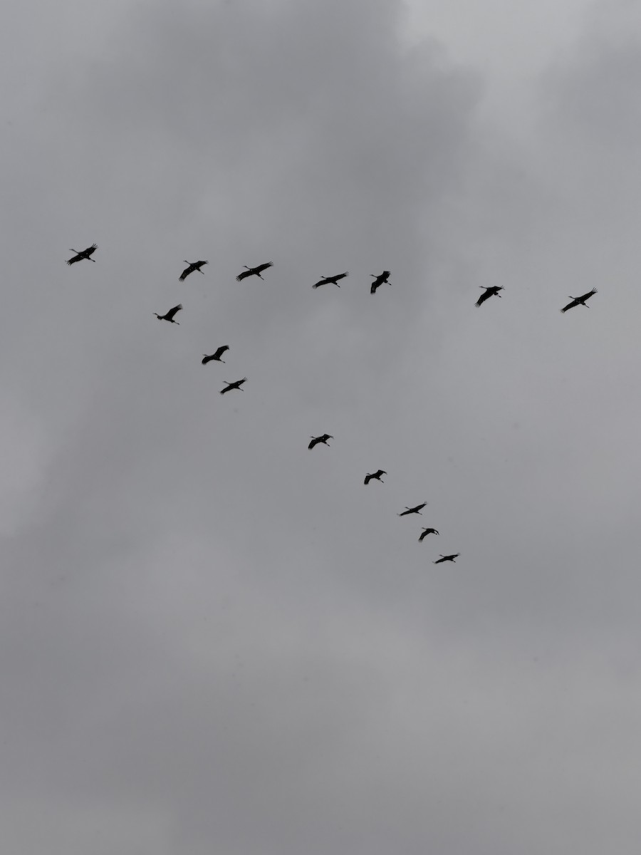 Grulla Canadiense - ML646743295