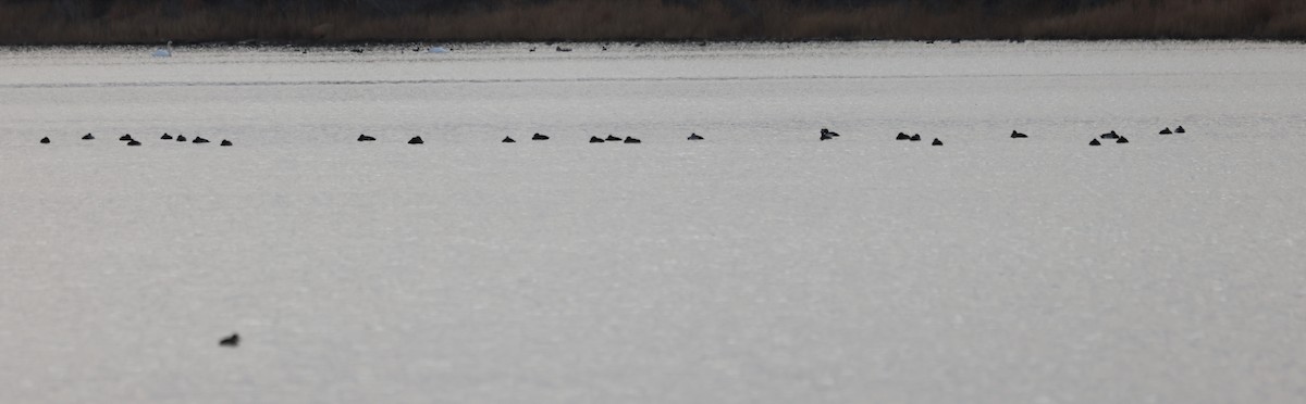 Морская чернеть - ML646743296