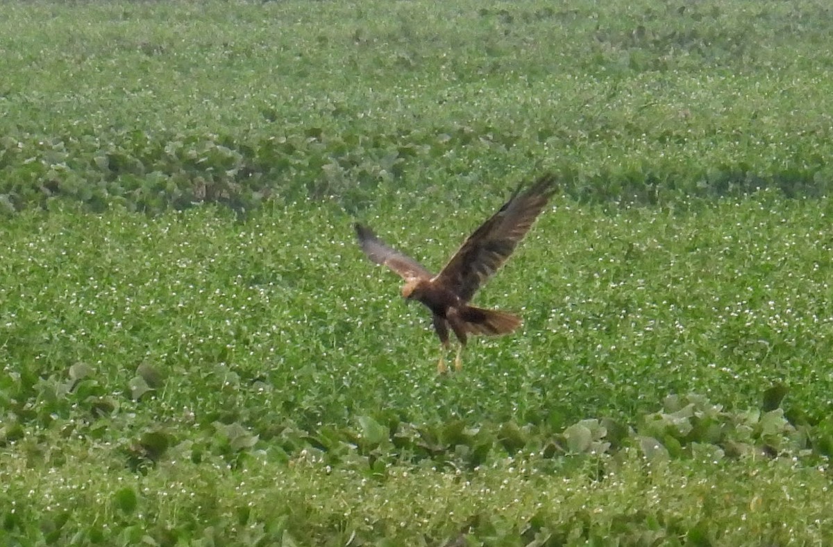 Aguilucho Lagunero Occidental - ML646743297