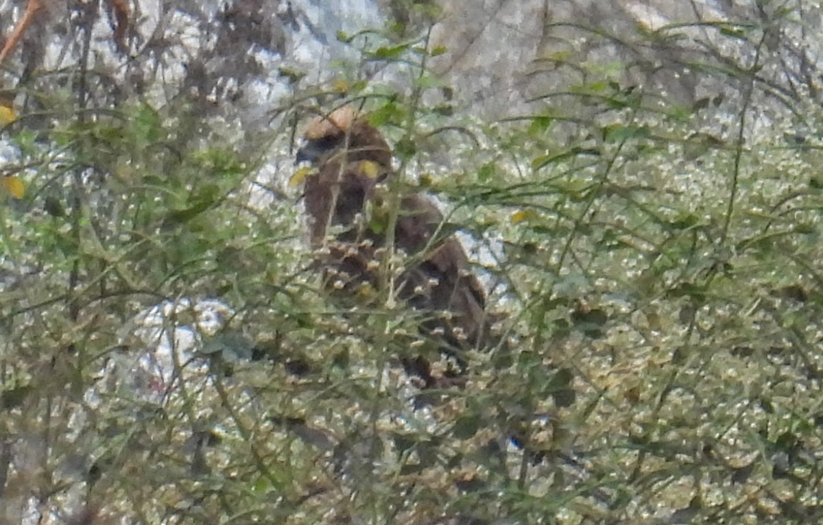 Aguilucho Lagunero Occidental - ML646743298
