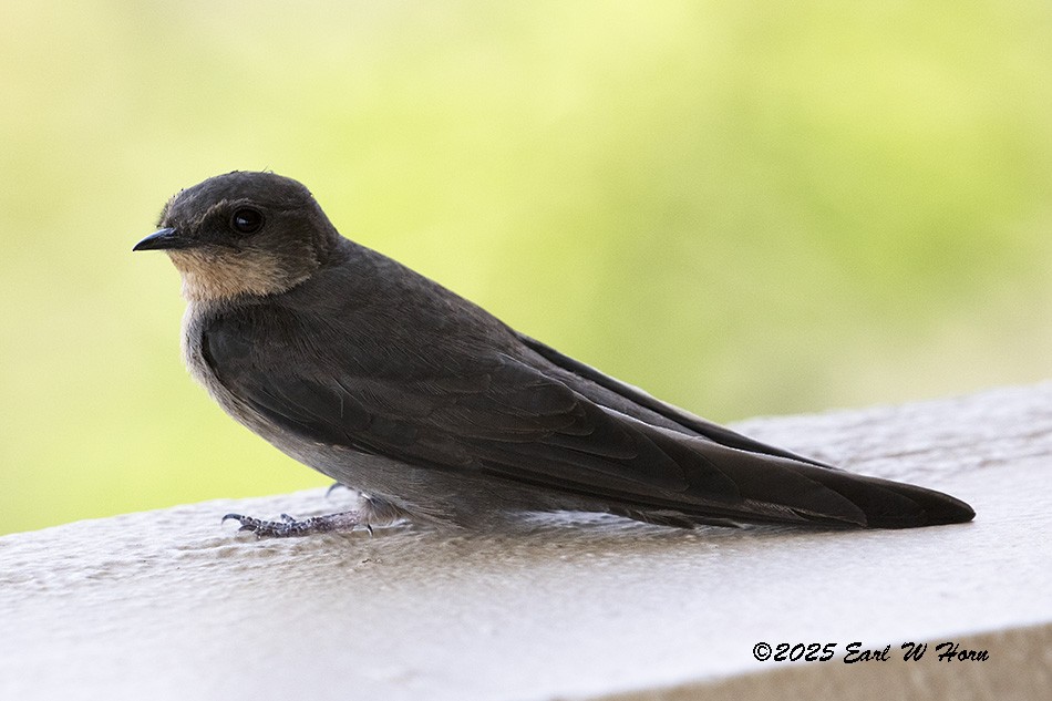 Red-throated Crag-Martin - ML646743299