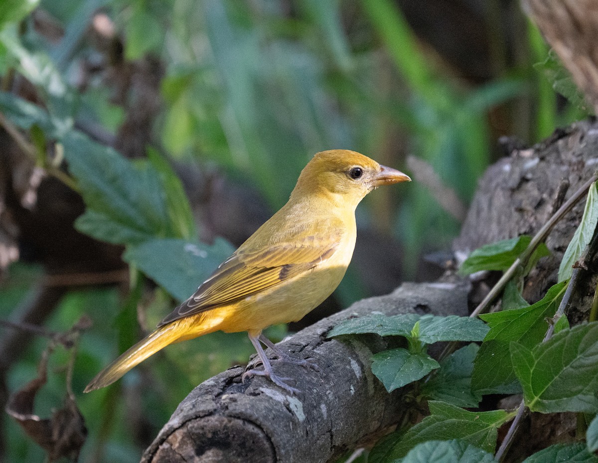 Piranga Roja - ML646743300