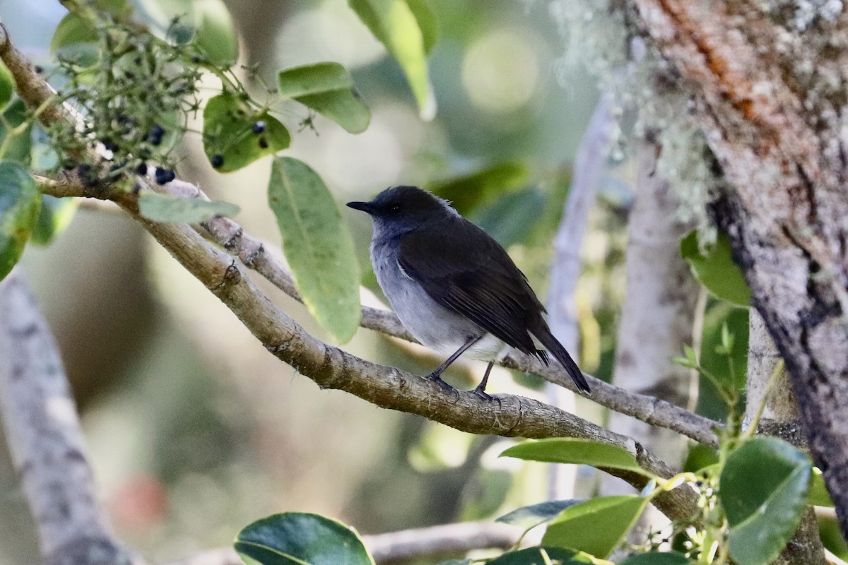 Solitario Omao - ML646743301