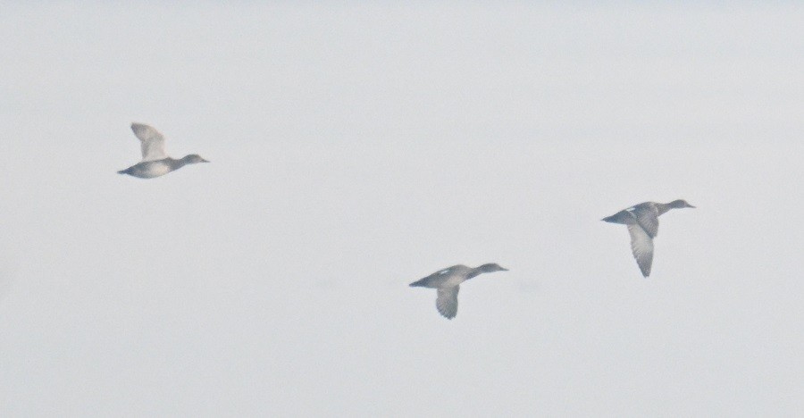 kopřivka obecná - ML646743302