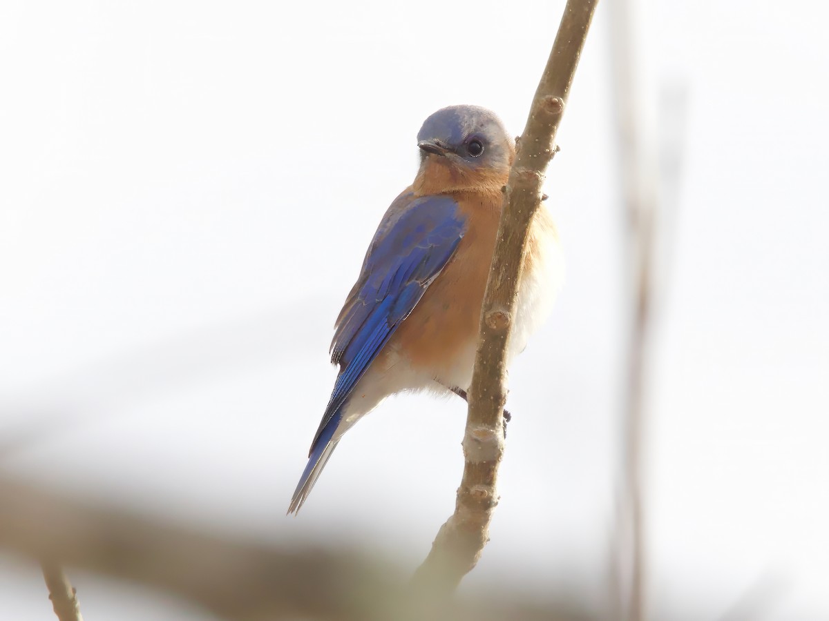 Eastern Bluebird - ML646743303