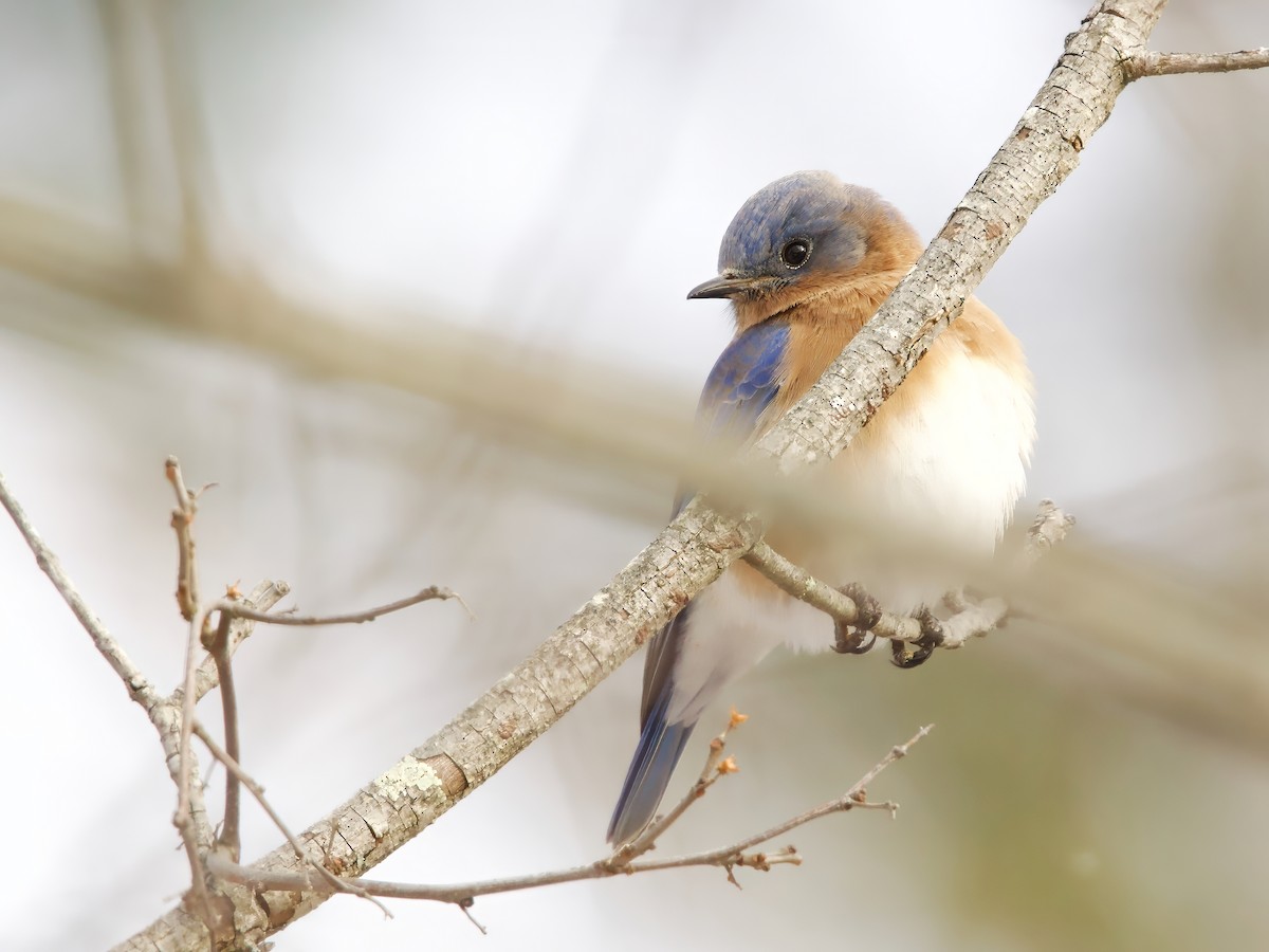 Eastern Bluebird - ML646743304