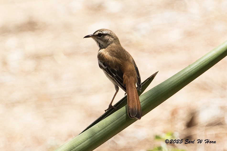 Альзакола білоброва - ML646743310