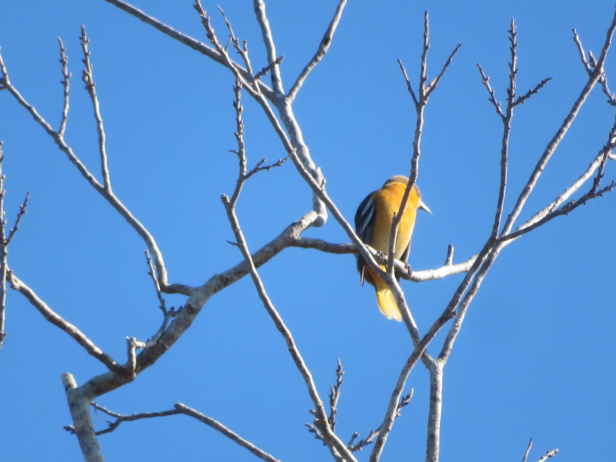 ボルチモアムクドリモドキ - ML646743313