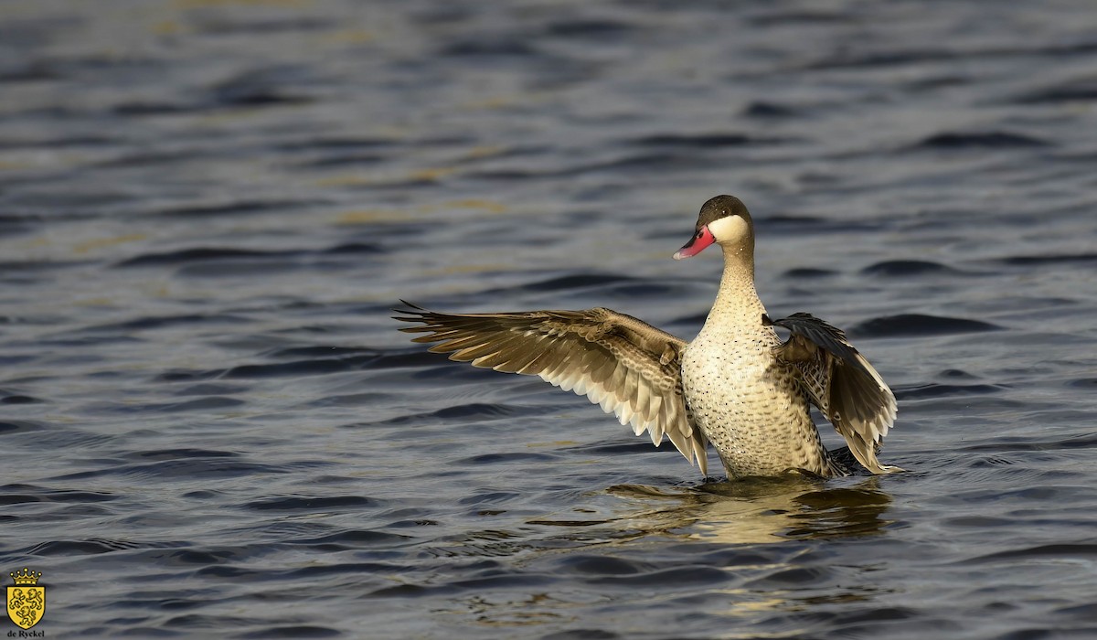 Red-billed Duck - ML646743314