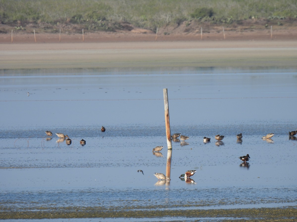 Northern Shoveler - ML646743316